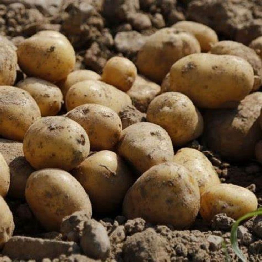 10 Swift Seed Potatoes